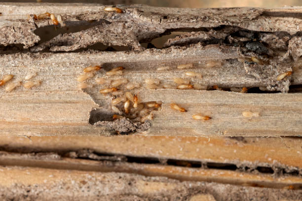 Best Mosquito Control Services  in Liberty Triangle, FL